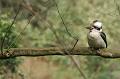 Kookaburra, Pirianda Gardens IMG_7300